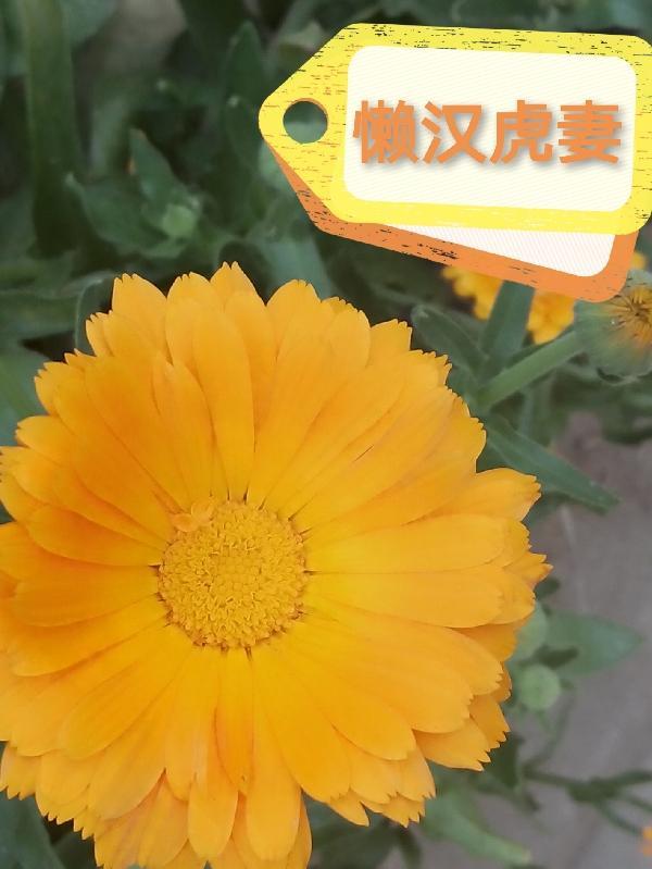 好汉无好妻下一句是什么