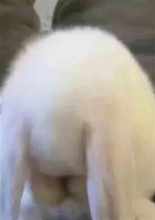 老曹是哪里人