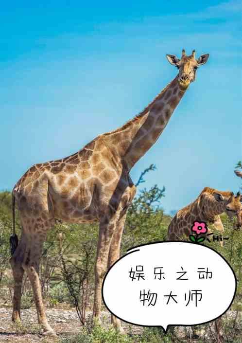 娱乐之大师在流浪免费