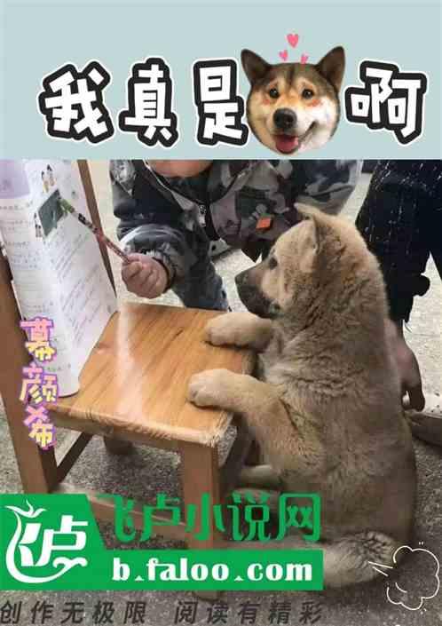 我真不是狗官百科